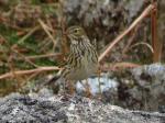 Meadow Pipit