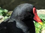 Moorhen