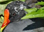 Moorhen