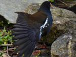 Moorhen