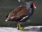 Moorhen