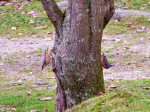 Nuthatch, Burrator, Dartmoor