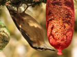 Nuthatch, Burrator, Dartmoor