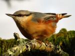 Nuthatch, Burrator, Dartmoor