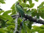 Ring-necked Parakeet