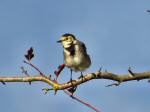 Pied Wagtail