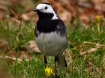 Pied Wagtail