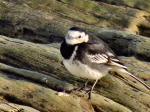 Pied Wagtail