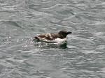 Razorbill