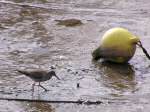 Redshanks