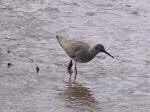 Redshank