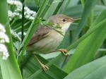 Reed Warbler