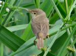 Reed Warbler, Slapton Ley