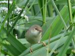 Reed Warbler, Slapton Ley