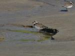 Ringed Plover 