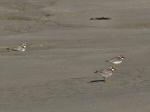 Ringed Plover 