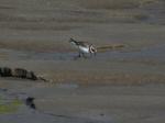 Ringed Plover 