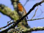 Robin, Cotehele Gardens