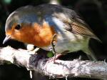 Robin, Saltram