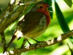 Robin, Saltram