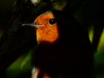 Robin, Saltram