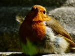 Robin, Saltram