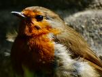 Robin, Saltram