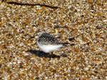 Sanderling, Slapton Sands