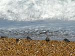 Sanderling, Slapton Sands