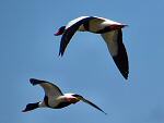 Shelduck