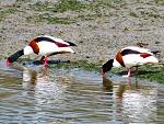 Shelduck