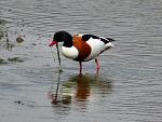 Shelduck