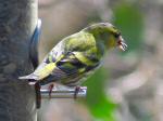 Siskin