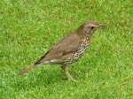 Song Thrush, Cotehele Gardens