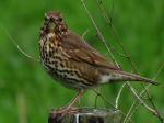 Song Thrush