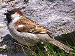 House Sparrow