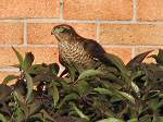 Sparrowhawks