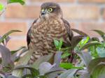 Sparrowhawk