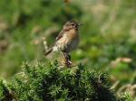 Stonechat