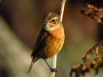 Stonechat