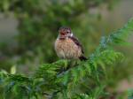 Stonechat