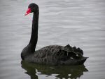 Black Swan