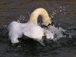 Mute Swan, Slapton Ley