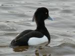 Tufted Duck - Male, Slapton Ley<empty>