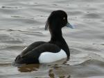 Tufted Duck