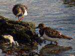 Turnstone
