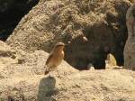 Wheatear - Mount Batten