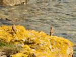 Wheatear - Mount Batten