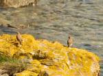 Wheatear - Mount Batten