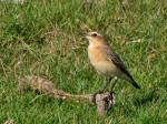 Wheatear - Dartmoor